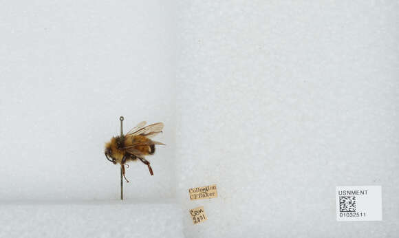 Image of Tricolored Bumble Bee