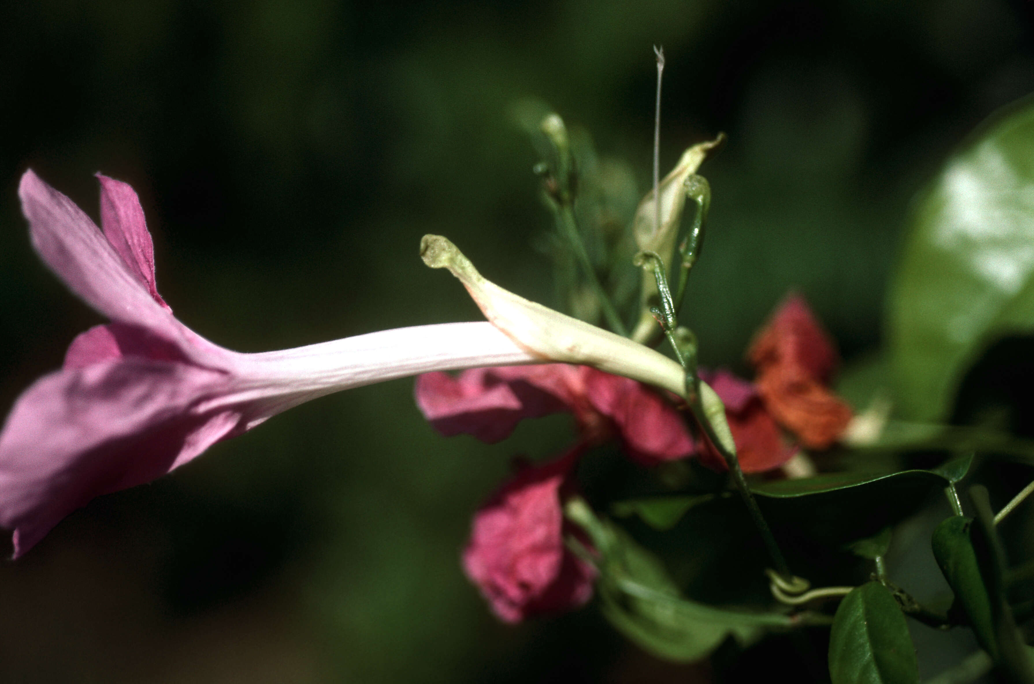 Image de Bignonia corymbosa (Vent.) L. G. Lohmann