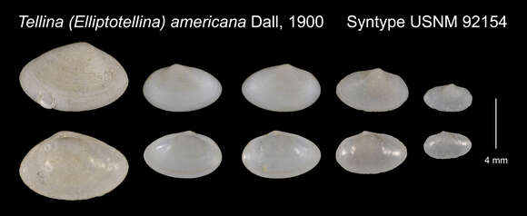 Imagem de Coanyax americanus (Dall 1900)