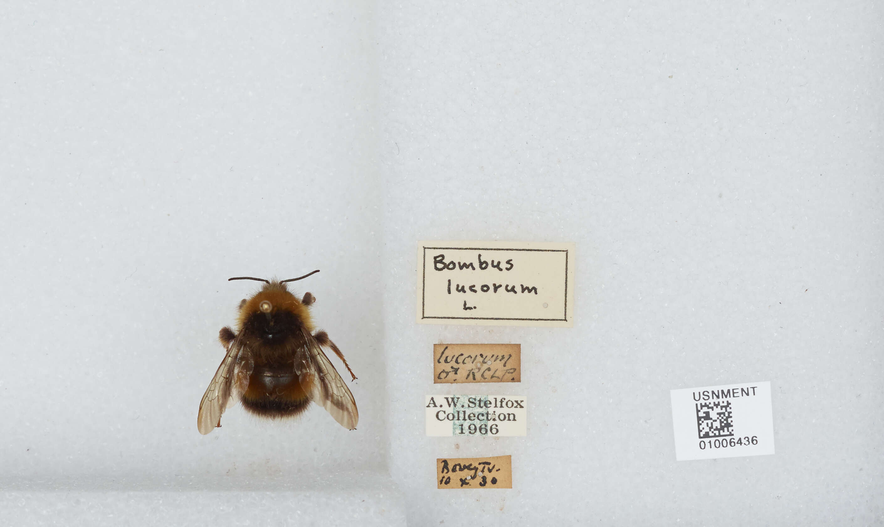 Image of White-tailed bumblebee