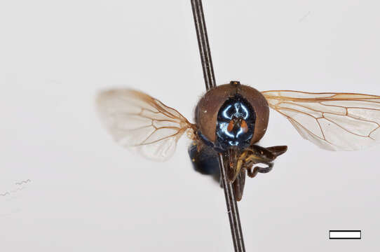 Слика од Chrysogaster antitheus Walker 1849