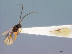 Image of Opius townsendi Fischer 1966