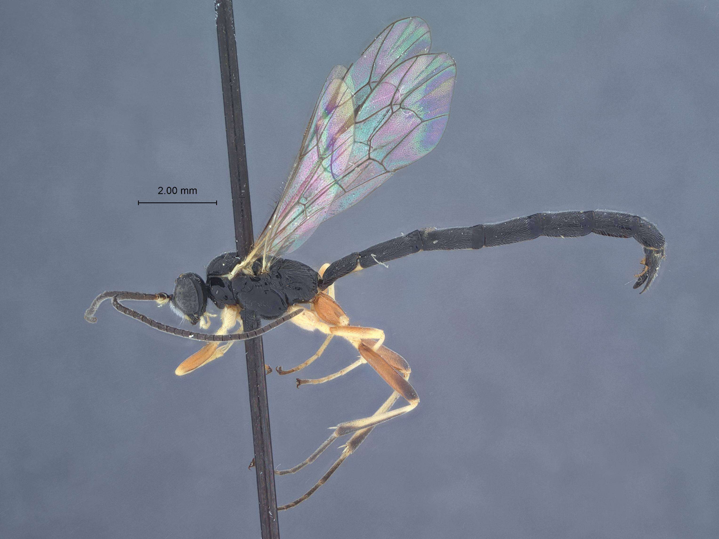 Image de <i>Pimpla spatulatus</i> Townes 1960