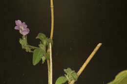 Image of Ruellia inundata Kunth