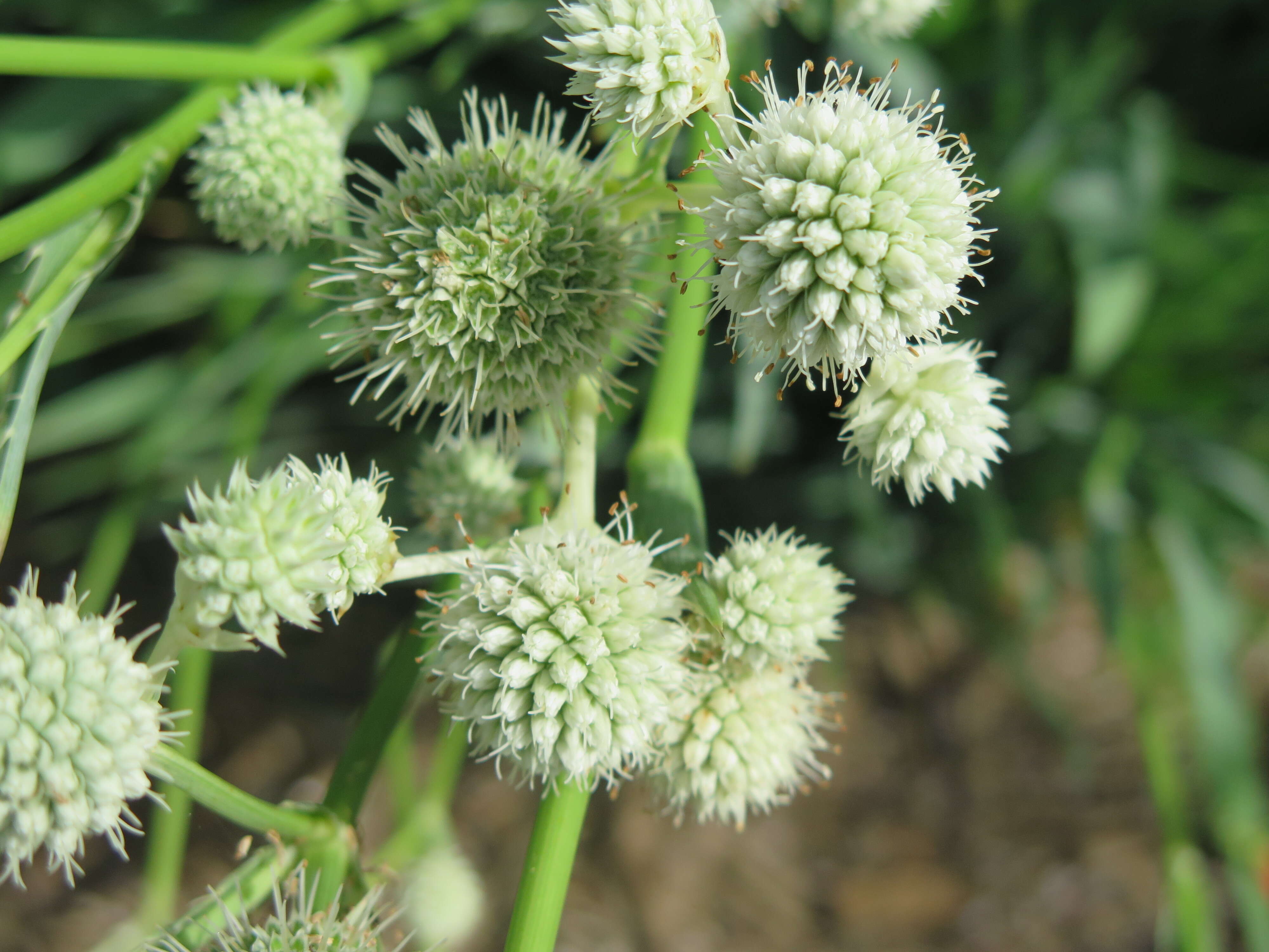 Image of button eryngo