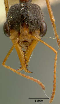 Image of Myrmecia fucosa Clark 1934