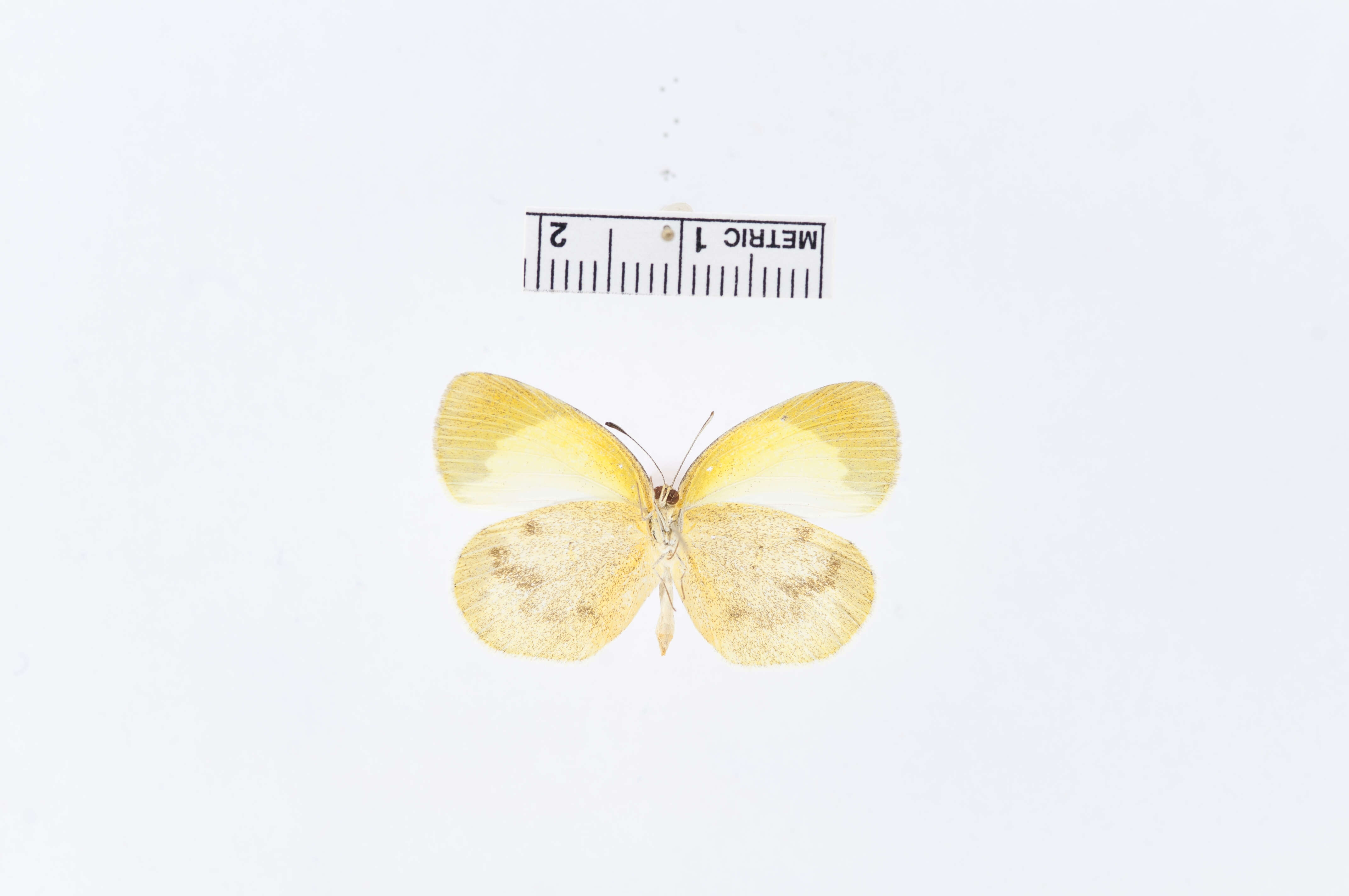 Image of Eurema elathea (Cramer (1777))