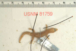 Sphaerodactylus argivus bartschi Cochran 1934的圖片