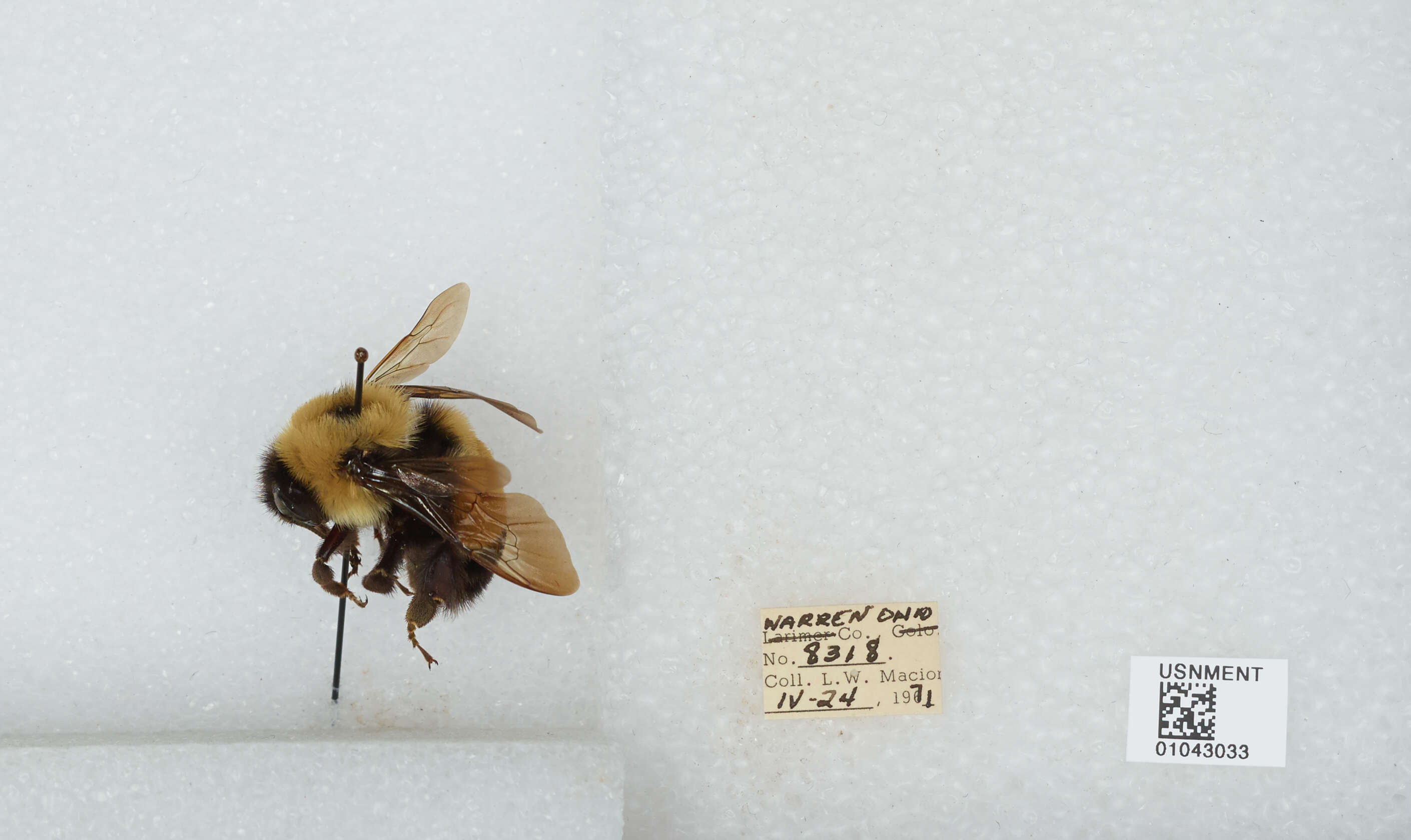 Слика од Bombus affinis Cresson 1864