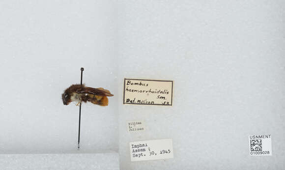 Image of Bombus haemorrhoidalis Smith 1852