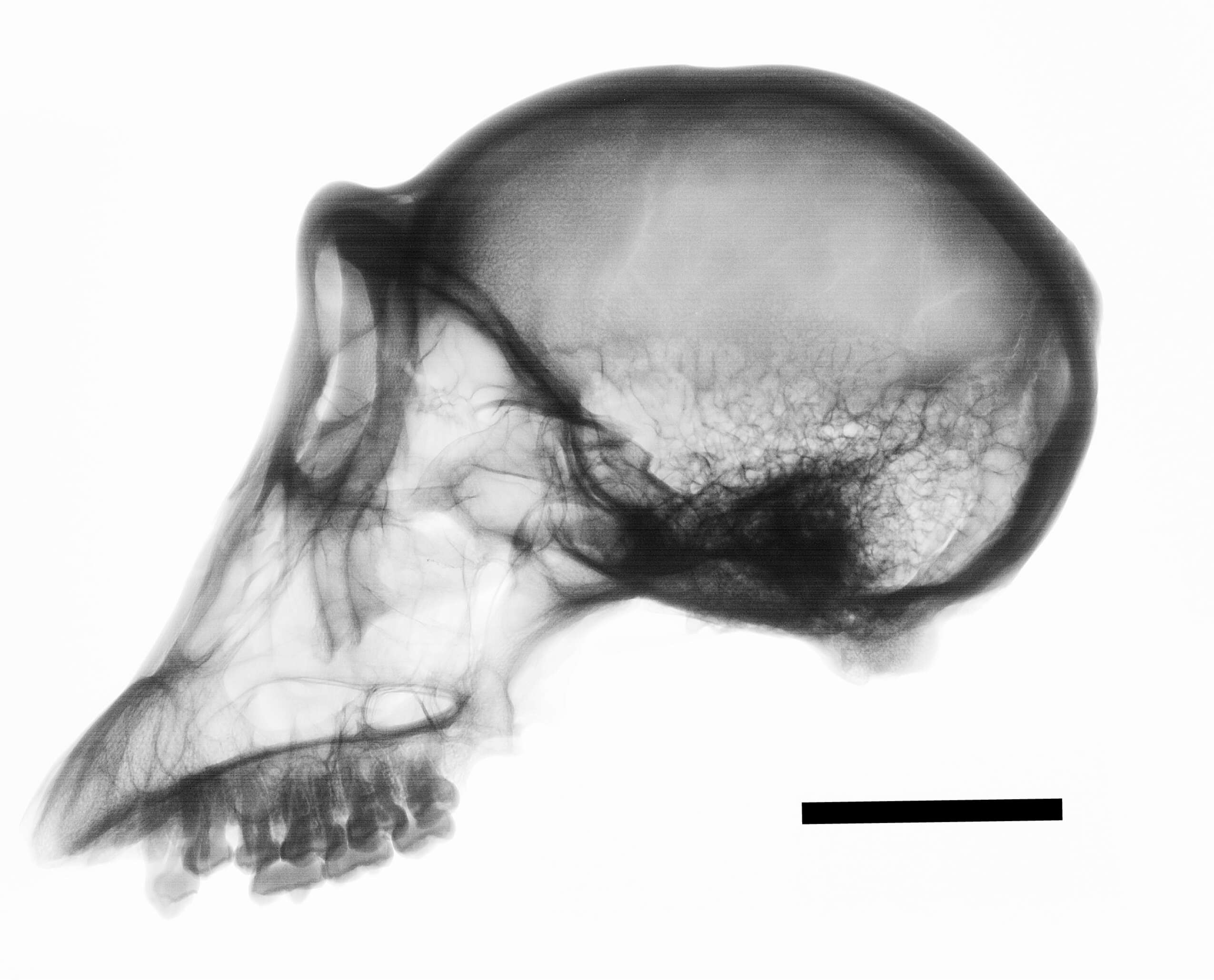 Sivun Pan troglodytes verus Schwarz 1934 kuva