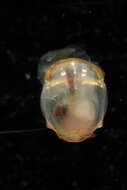 Image of Telodiacria Rampal 2019