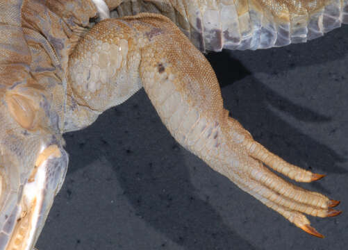 Image of Ameiva fuliginosa (Cope 1892)