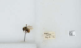 Image of Two Form Bumble Bee