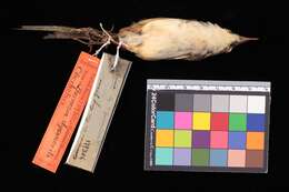 Image of Black-throated Prinia