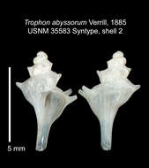 Image of Pagodula abyssorum (Verrill 1885)