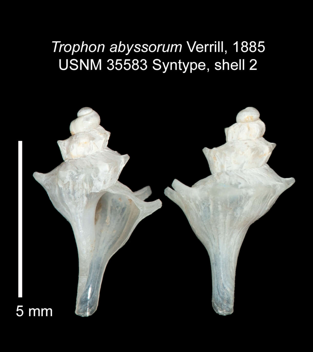 Image of Pagodula abyssorum (Verrill 1885)