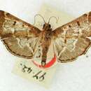 Image of Nacoleia Walker 1859