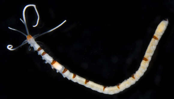 Image of red-white-and-blue worm