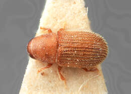 Image of Xylechinus ougeniae Wood 1988