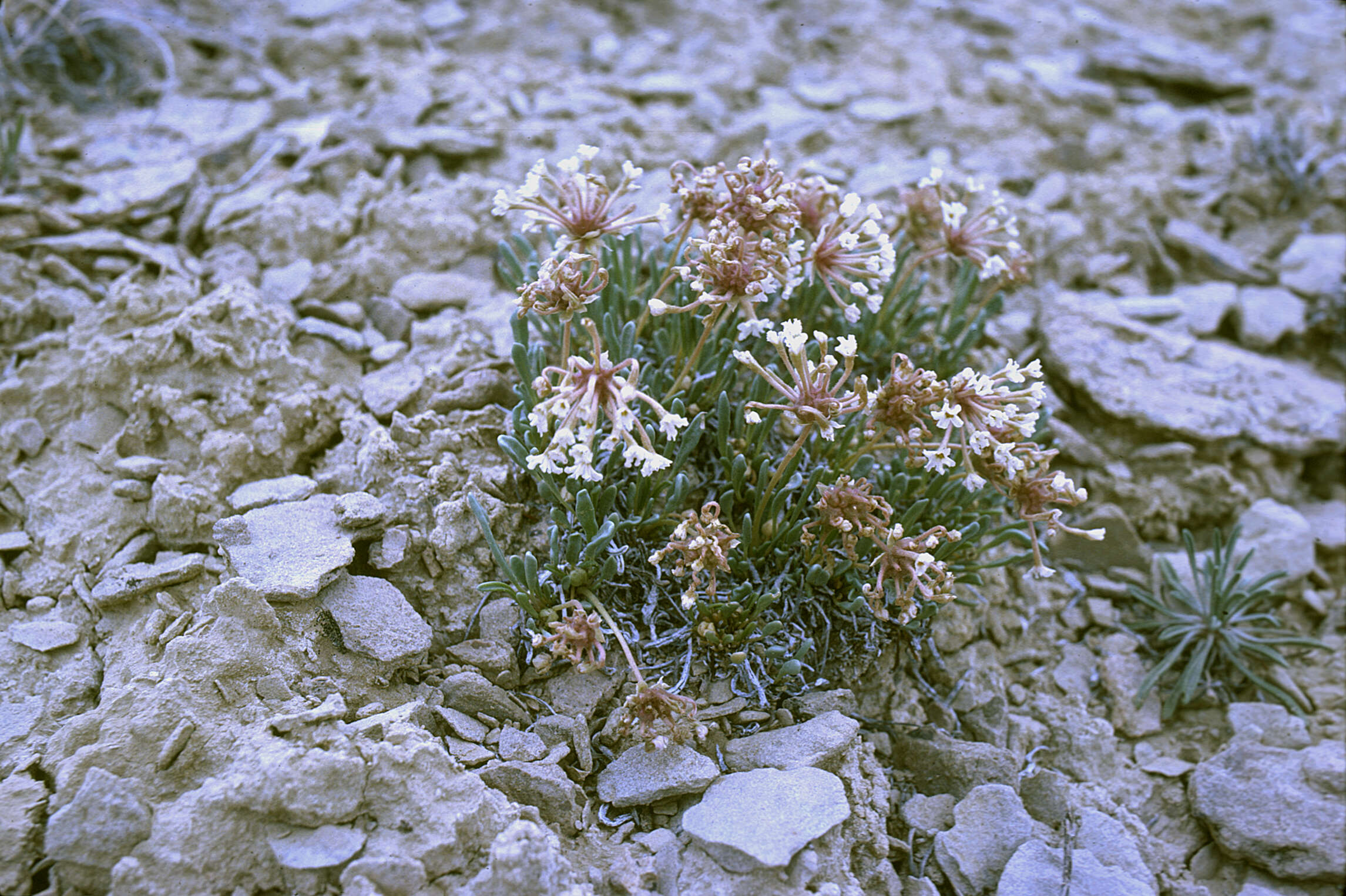 Image of Galisteo sand verbena