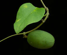 Image of Marsdenia coulteri Hemsl.