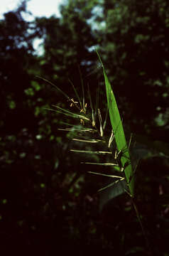 Image of eastern bottlebrush grass