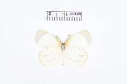 Image de Eurema phiale (Cramer (1775))