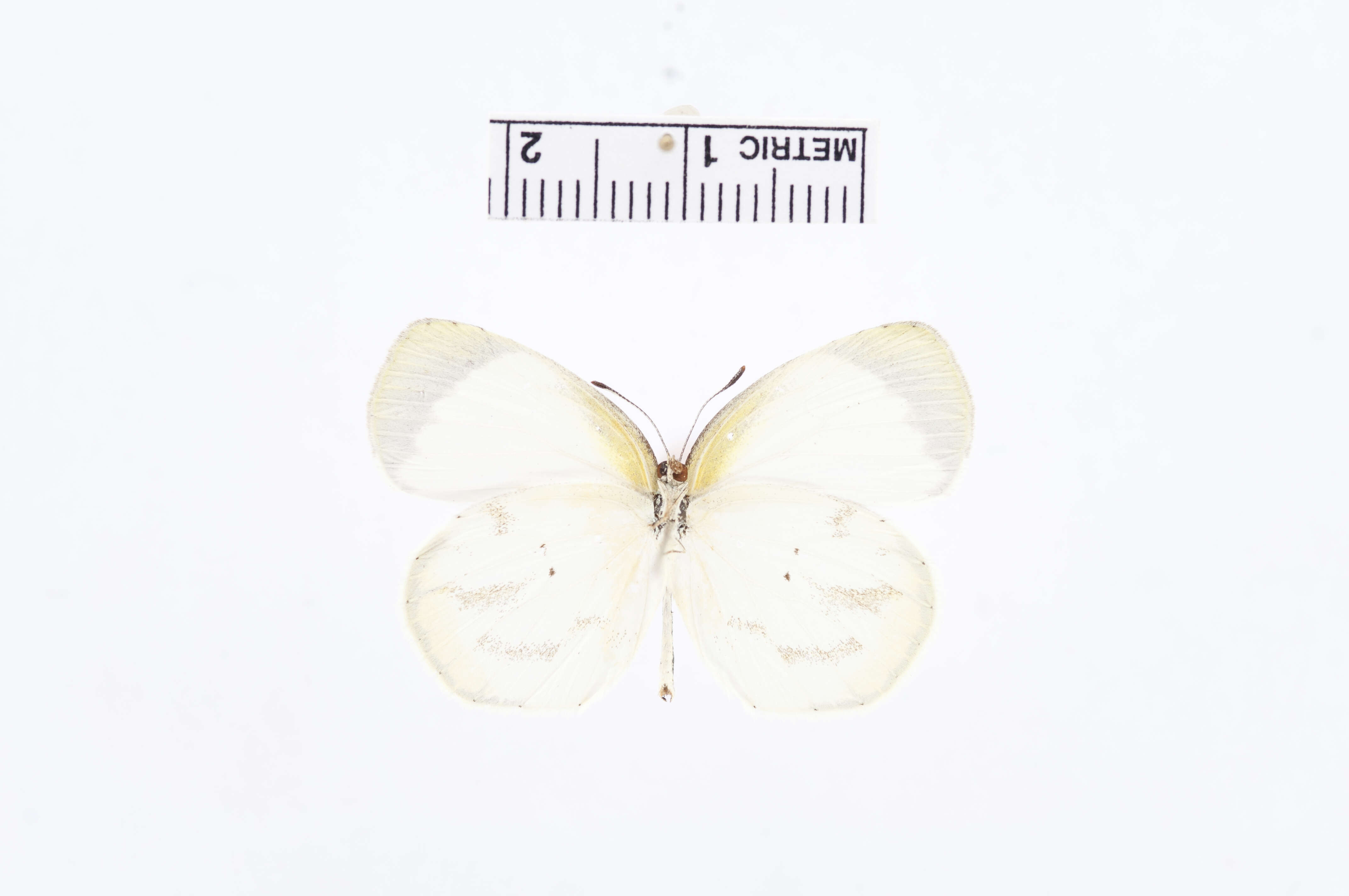 Image de Eurema phiale (Cramer (1775))