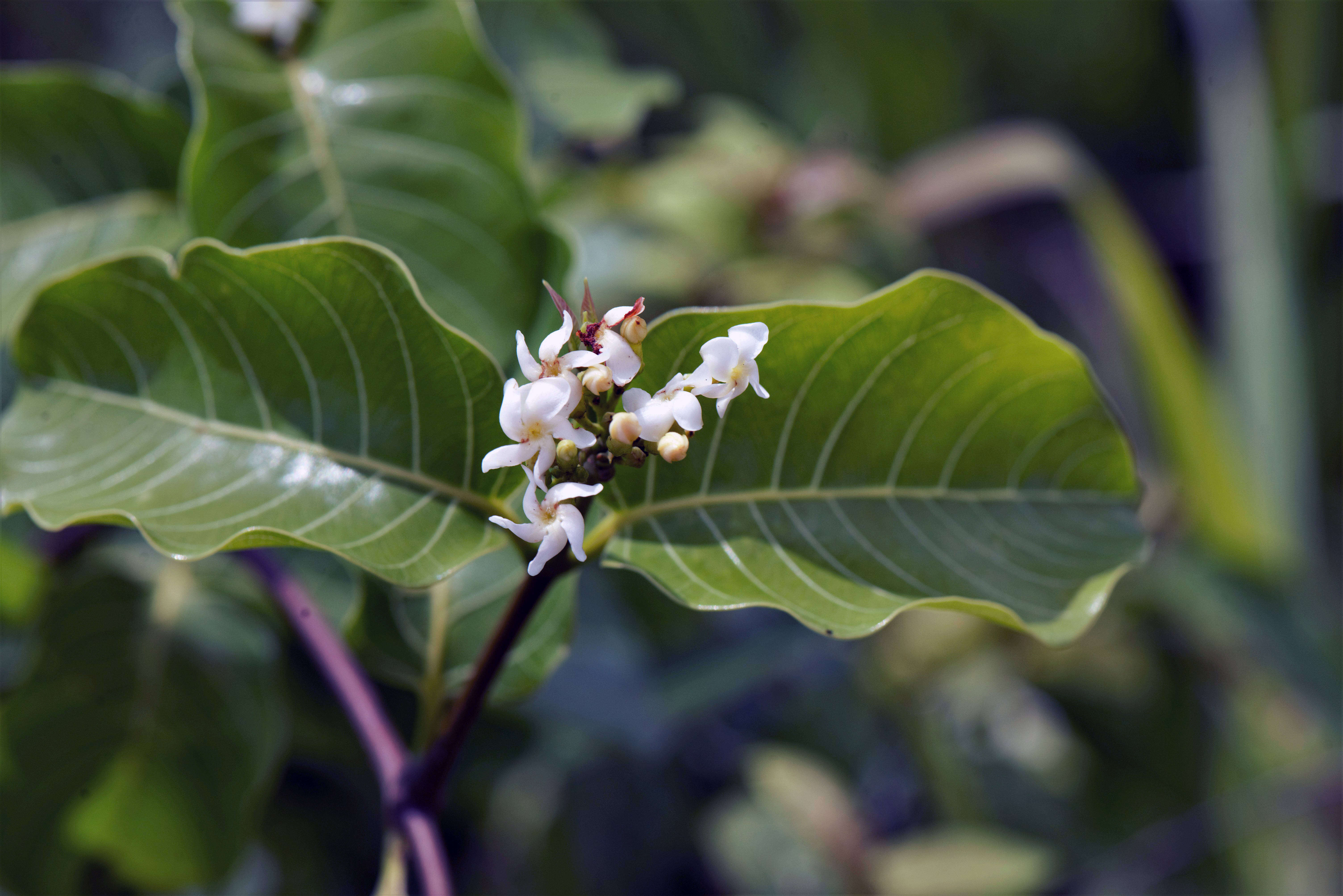 Image of Apocynaceae