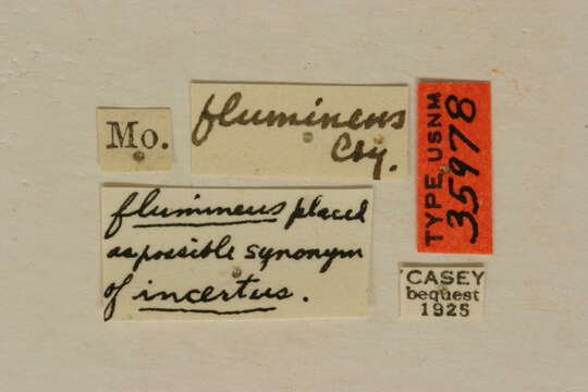 Слика од Hypermallus flumineus Casey 1912