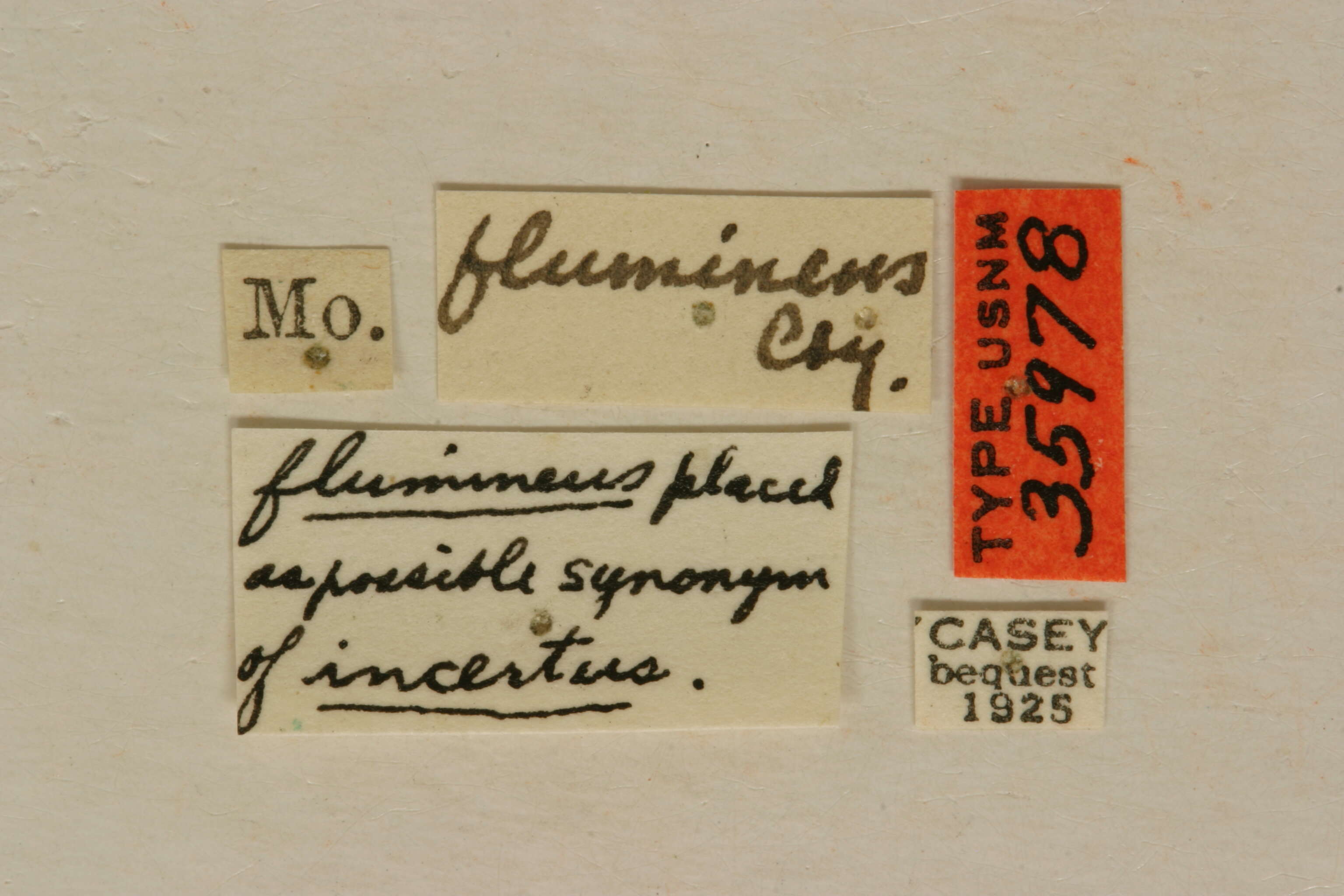 Image of Hypermallus flumineus Casey 1912