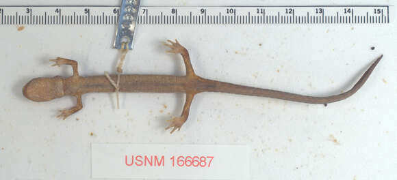 Image of Dunn's Salamander