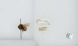 Image of Polar Bumble Bee