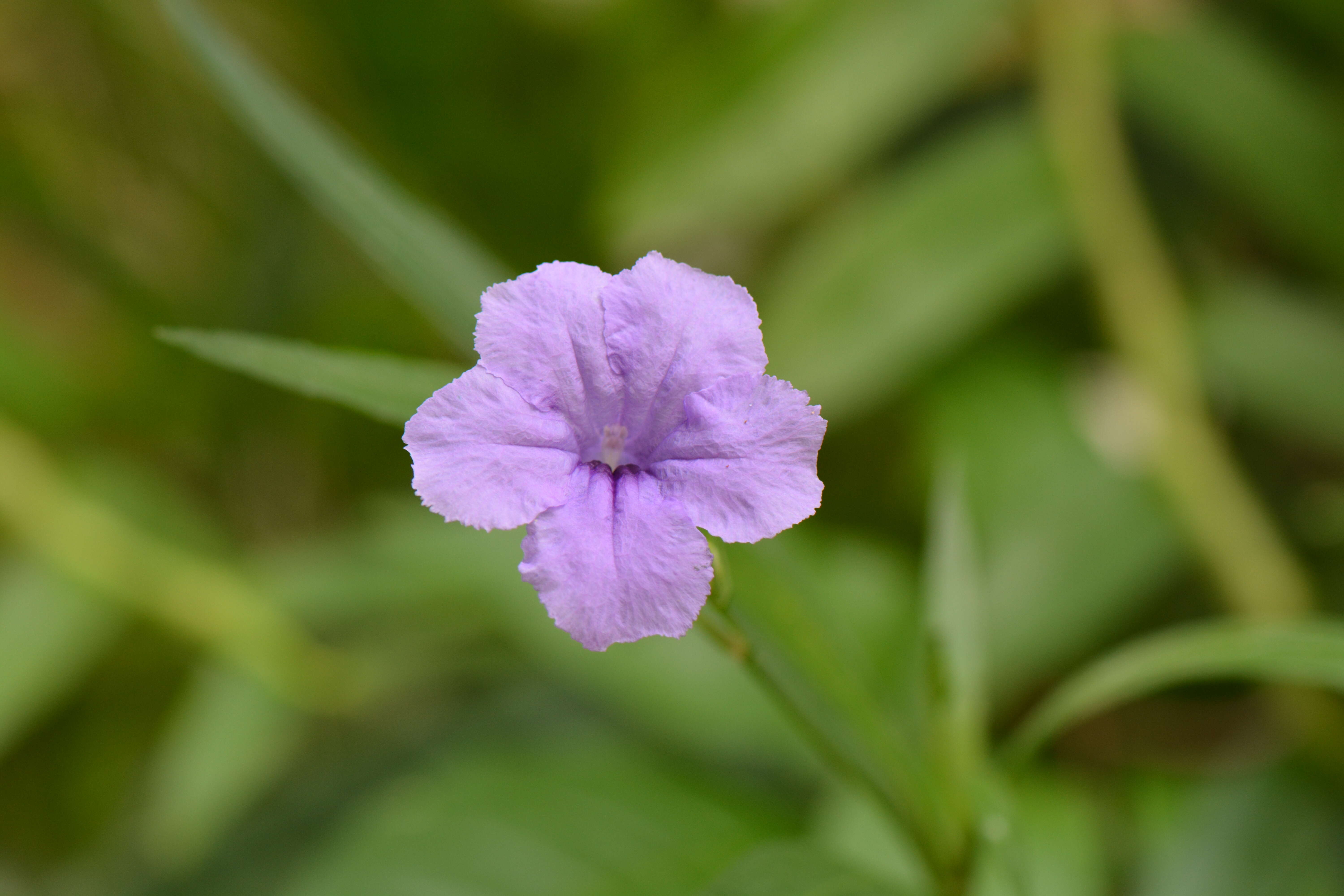 Image de Ruellia simplex Wright