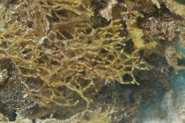 Image of Sargassum C. Agardh 1820