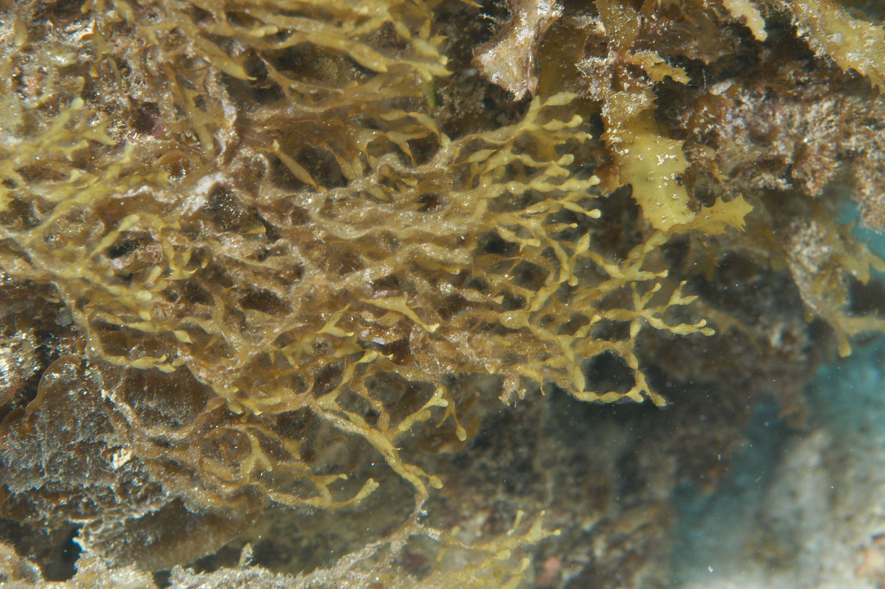 Слика од Sargassum C. Agardh 1820