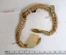 Image of Prairie Rattlesnake