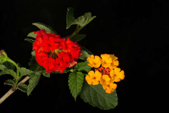 Image of lantana