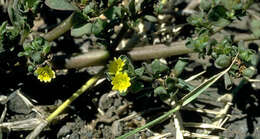 Image of common purslane