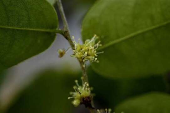 Image de Savia sessiliflora (Sw.) Willd.