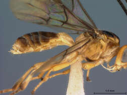 Image of Braconid wasp