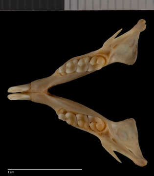 Image of Xerospermophilus spilosoma canescens (Merriam 1890)