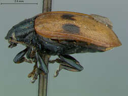 Image of Alder Leaf Beetle