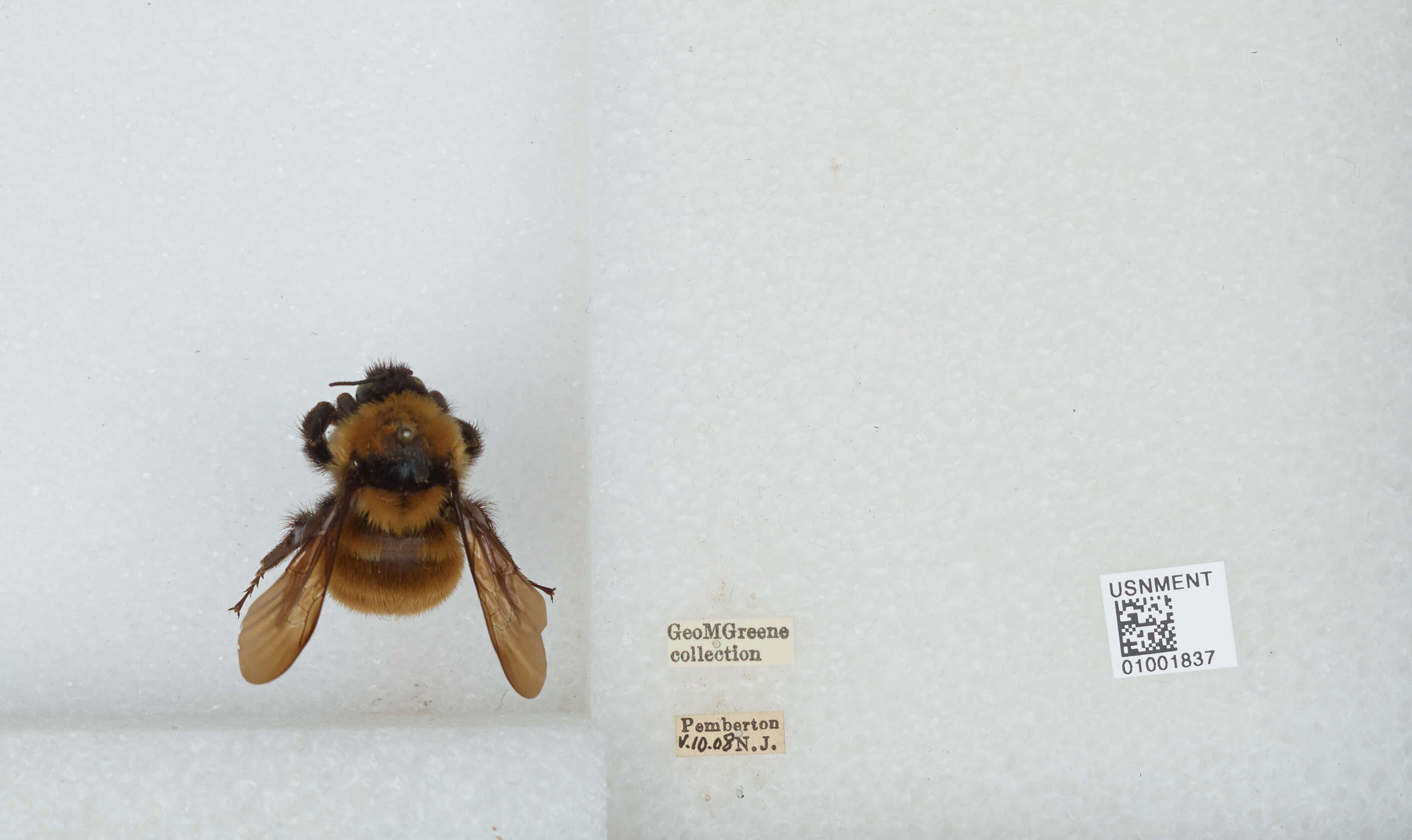 Image of Yellow Bumblebee