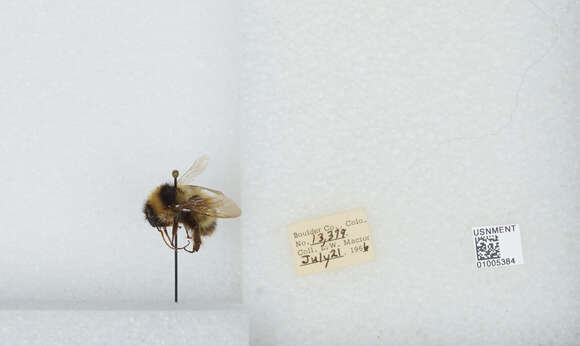 Image de Bombus balteatus Dahlbom 1832