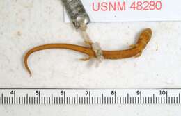 Image of La estrella (star) salamander
