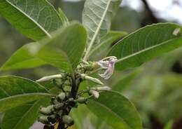 Image of Purple Half-Flower