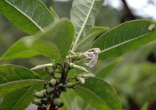 Image of Purple Half-Flower