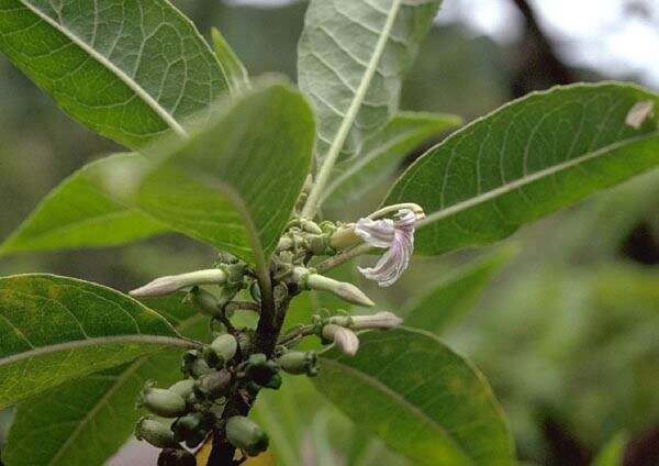 Imagem de Scaevola mollis Hook. & Arn.